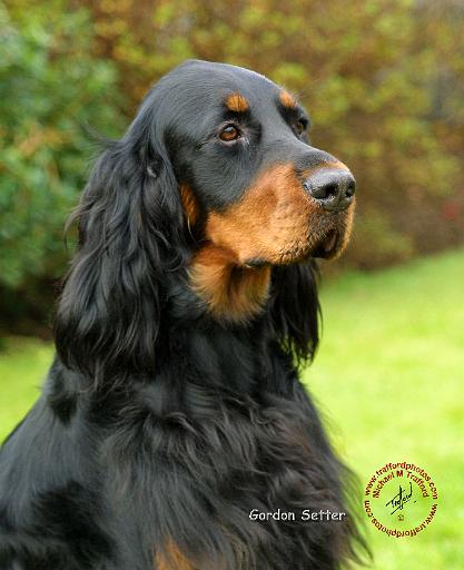 Gordon Setter 9T012D-135.JPG